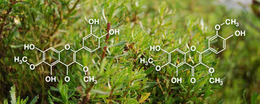 Traditional Medicine In A Bottle