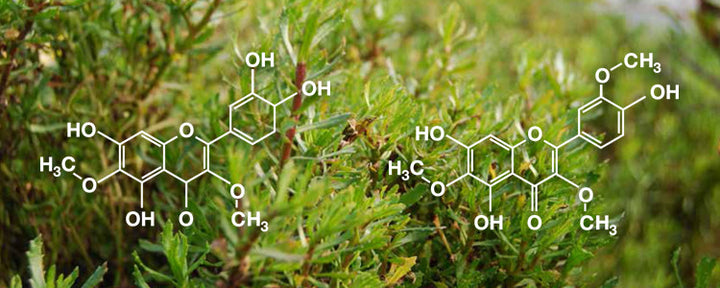 Traditional Medicine In A Bottle